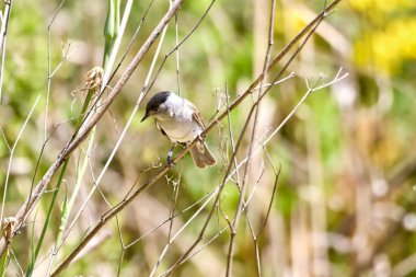 Blackcap, Sylvia atricapilla dalda. Yüzeyin sığ derinliği ve fırın alanı bulanık arkaplan.