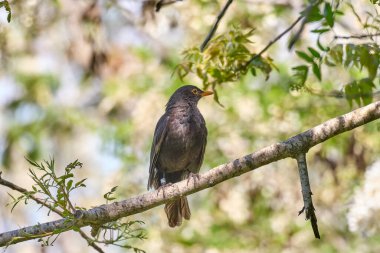 Blackbird, Blue Sky 'a karşı. Yüksek kalite fotoğraf