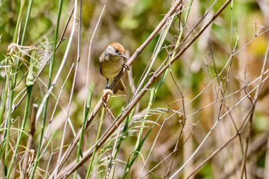 Blackcap, Sylvia atricapilla dalda. Yüzeyin sığ derinliği ve fırın alanı bulanık arkaplan.