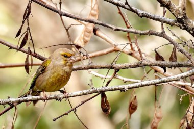yeşil ispinoz carduelis klor yüksek kaliteli fotoğraf.