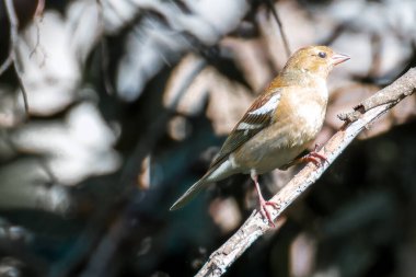 Male Common Chaffinch - Fringilla coelebs. High quality photo clipart
