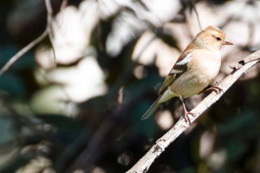 Erkek, Chaffinch, Fringilla Coelebs. Yüksek kalite fotoğraf