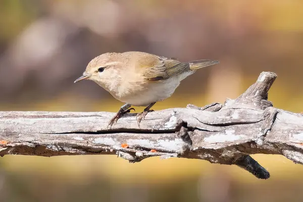 Willow Warbler dikenli tellerin üzerinde oturuyor. Yüksek kalite fotoğraf