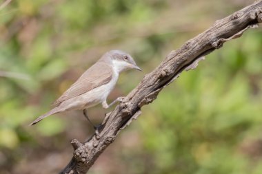 Beyazboğazlı kuş devedikeni dalına tünemiş. Saf yeşil arka plan. Kahverengi kuş, gri kafa ve beyaz boğaz tüyleri. Latince adı Sylvia Communis. Yüksek kalite fotoğraf