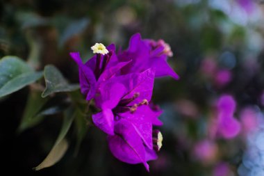 Bahar bahçesinde su arka planına sahip ırmak kıyısında mor yabani çiçekler. Yüksek Kalite Resim.