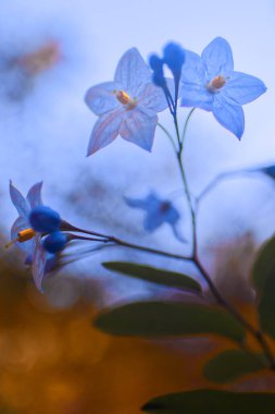 Beyaz çiçekleri kapat Yüksek Kaliteli resim