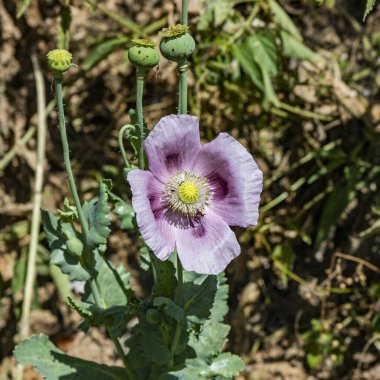 Afyon gelinciğinin beyaz ve leylak çiçeğinin yakın çekimi. Makro fotoğrafçılık. Çiçek yapraklı sarı papatya çiçeğinin ayrıntıları..