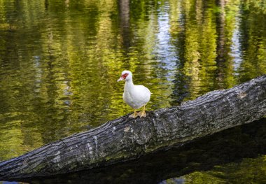 9 Temmuz 2023 Pissignano, Perugia, Umbria. Clitunno nehri kaynaklarının inanılmaz parkı. Bahçe, temiz su havuzlarında kuğular, ördekler, coypu ve diğer hayvanlarla dolu. Söğütler ve diğer ağaçlar.