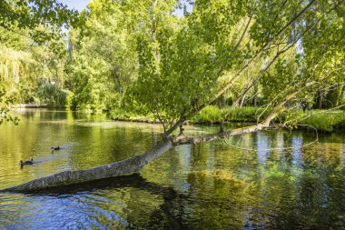 9 Temmuz 2023 Pissignano, Perugia, Umbria. Clitunno nehri kaynaklarının inanılmaz parkı. Bahçe, temiz su havuzlarında kuğular, ördekler, coypu ve diğer hayvanlarla dolu. Söğütler ve diğer ağaçlar.