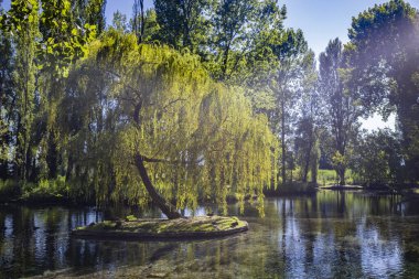 9 Temmuz 2023 Pissignano, Perugia, Umbria. Clitunno nehri kaynaklarının inanılmaz parkı. Bahçe, temiz su havuzlarında kuğular, ördekler, coypu ve diğer hayvanlarla dolu. Söğütler ve diğer ağaçlar.
