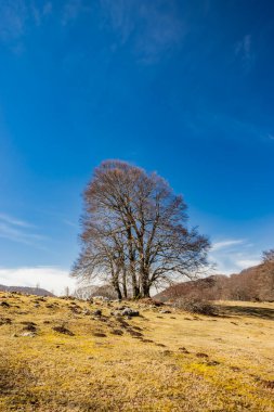 Campo Felice, İtalya 'da bir kayın ormanı. Abruzzo Apennines dağlarında. Kışın çıplak ağaçlar, açık mavi gökyüzü, çimenli tepeler, çalılar, çalılar ve kayalar..