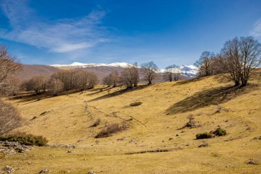Campo Felice, İtalya 'da bir kayın ormanı. Abruzzo Apennines dağlarında. Kışın çıplak ağaçlar, açık mavi gökyüzü, arka planda karla kaplı dağ zirveleri..