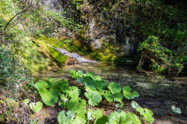 Büyüleyici Vallocchie şelalesi, Turano Gölü yakınlarındaki Castel di Tora köyünde, Rieti, Lazio, İtalya. Ormanın içindeki akarsu. Yazın sıcağında serin ve ferahlatıcı.