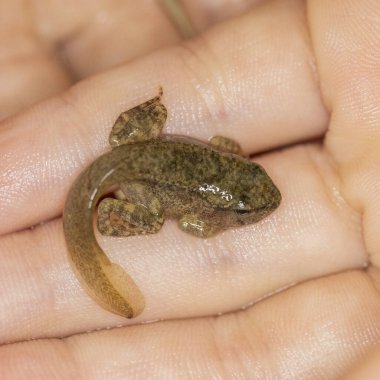 Küçük bir kurbağa yavrusu, bir çocuğun elinde, neredeyse metamorfozunu tamamlamış: başını, gözlerini, kuyruğunu ve dört bacağını görebilirsiniz. Cildi nemli ve nemli. Makro fotoğrafçılık