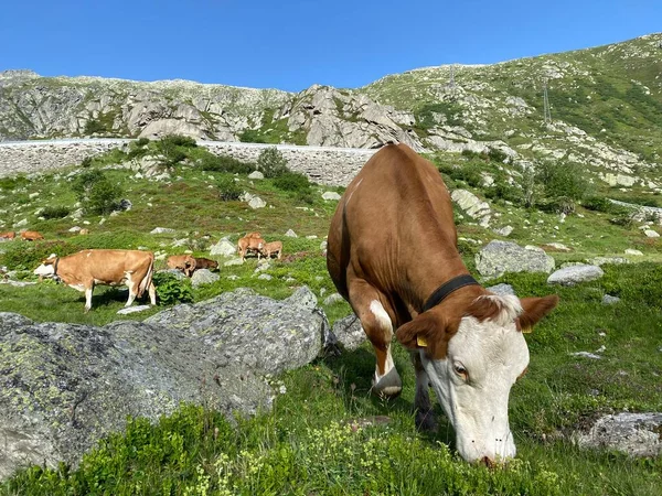 Belföldi Tehenek Nyári Legeltetés Alatt Magas Alpesi Legelőkön Szent Gotthárd — Stock Fotó