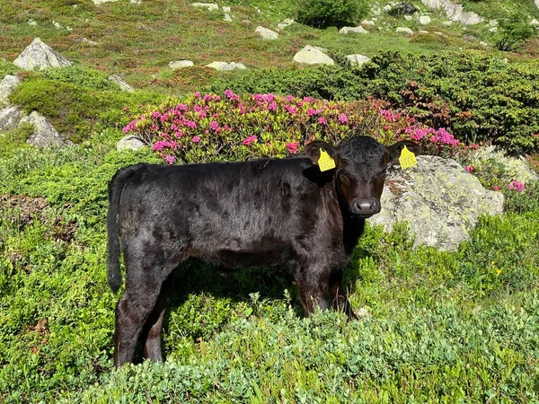 스위스 바이츠 고트가 고트하르트 지대의 지대에서 여름에 가축을 방목하고 — 스톡 사진