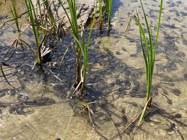 stock image A flock of marsh brown frog tadpoles in the shallows of a clear alpine lake in the Swiss Alps and in area of the mountain Gotthard Pass (Gotthardpass), Airolo - Canton of Ticino (Tessin), Switzerland / Schweiz