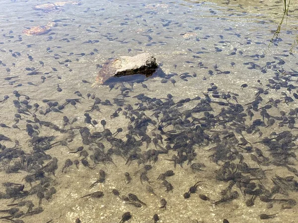 Ein Schwarm Sumpfbrauner Froschkaulquappen Den Untiefen Eines Klaren Alpensees Den — Stockfoto