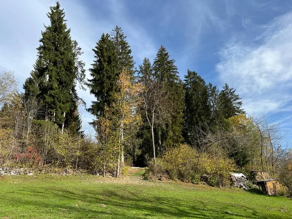 瑞士Ilanz Canton Grisons Switzerland Kanton Graubunden Schweiz 高山牧场和瑞士阿尔卑斯山山坡上混交林的周围环境秋天的绚丽色彩 — 图库照片