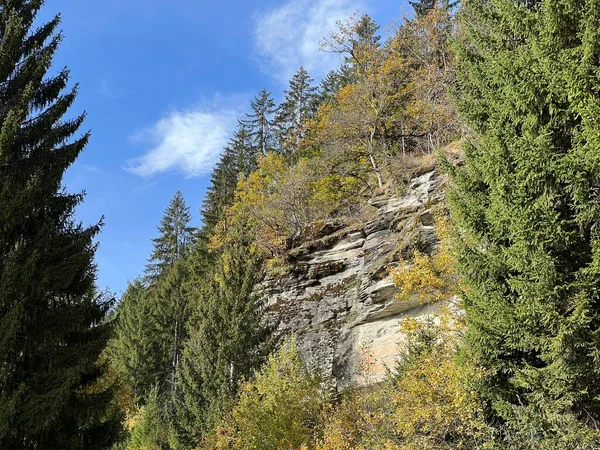Varázslatos Őszi Színek Levelek Lombkoronák Alpesi Fák Vegyes Hegyi Erdők — Stock Fotó