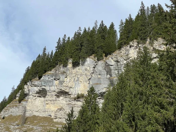 Alpský Jehličnatý Les Strmých Útesech Nad Přehradním Jezerem Panixersee Lag — Stock fotografie