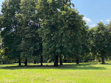 Nasice 'deki Pejaceviç şatosunun parkı veya Pejaceviç ailesinin kalesinin yanına park etmek - Slavonya, Hırvatistan (Park dvorca Pejaceviç u Nasicama ili Perivoj uz dvorac obitelji Pejaceviç, Nasice - Slavonija, Hrvatska)