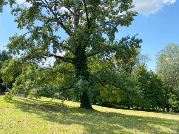 stock image Park of the Pejacevic castle in Nasice or park next to the Pejacevic family castle - Slavonia, Croatia (Park dvorca Pejacevic u Nasicama ili Perivoj uz dvorac obitelji Pejacevic, Nasice - Slavonija, Hrvatska)