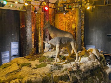 Stara Susica 'daki Büyük Etçiller Ziyaret Merkezi - Hırvatistan (Centar za posjetitelje Velike zvijeri u Staroj Susici - Gorski kotar, Hrvatska)