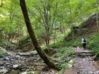 Özel jeomorfolojik rezerv Şeytan Geçidi kanyonu veya Şeytan Geçidi - Hırvatistan (Posebni geomorfoloski rezervi Vrazji prolaz ili znacajni krajobraz Vrazji prolaz, Skrad - Gorski kotar, Hrvatska)