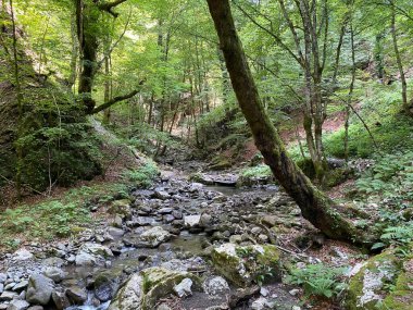 Özel jeomorfolojik rezerv Şeytan Geçidi kanyonu veya Şeytan Geçidi - Hırvatistan (Posebni geomorfoloski rezervi Vrazji prolaz ili znacajni krajobraz Vrazji prolaz, Skrad - Gorski kotar, Hrvatska)