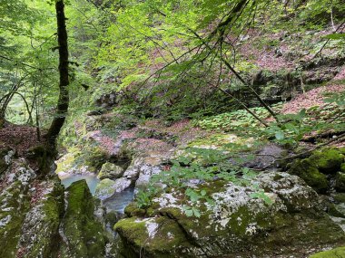 Önemli yeşil girdap içinde Curak deresinin çevresi - Hırvatistan (Ambijent potoka Curak u znacajnom krajoliku Zeleni vir, Skrad - Gorski kotar, Hrvatska)