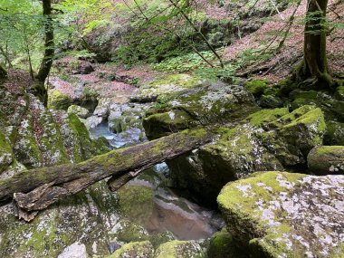 Önemli yeşil girdap içinde Curak deresinin çevresi - Hırvatistan (Ambijent potoka Curak u znacajnom krajoliku Zeleni vir, Skrad - Gorski kotar, Hrvatska)