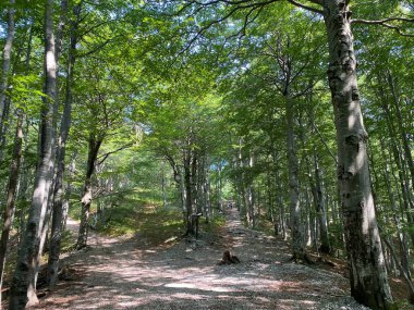 Markirane planinarske staze i rekreativni putovi u nacionalnom parku Risnjak, Crni Lug - Gorski kotar, Hrvatska)