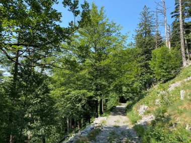 Markirane planinarske staze i rekreativni putovi u nacionalnom parku Risnjak, Crni Lug - Gorski kotar, Hrvatska)