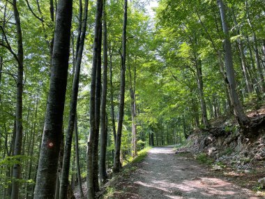 Markirane planinarske staze i rekreativni putovi u nacionalnom parku Risnjak, Crni Lug - Gorski kotar, Hrvatska)