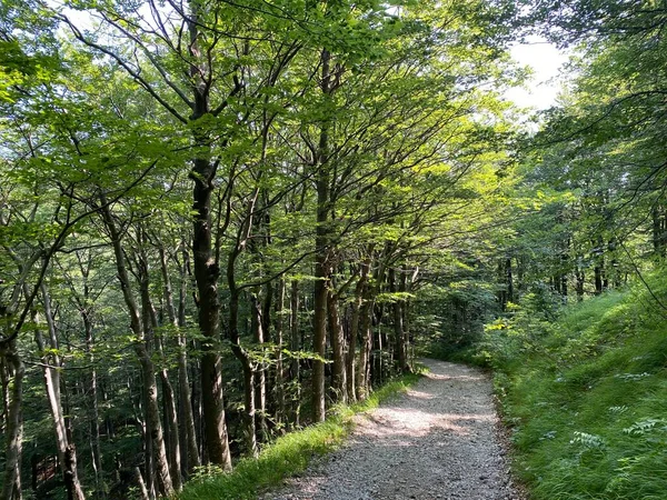 Trilhas Caminhada Recreativas Marcadas Parque Nacional Risnjak Croácia Markirane Planinarske — Fotografia de Stock