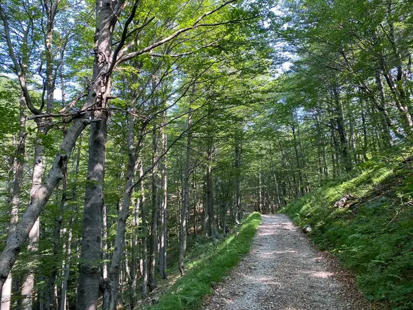 Marked Hiking Recreational Trails Risnjak National Park Croatia Markirane Planinarske — Stock Photo, Image