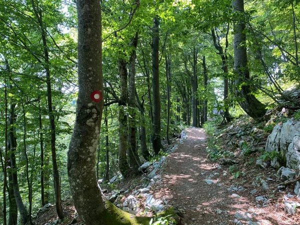 Jelölt Túra Szabadidős Útvonalak Risnjak Nemzeti Parkban Horvátország Markirane Planinarske — Stock Fotó
