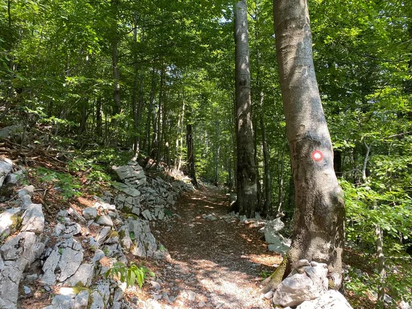 Markierte Wander Und Erholungswege Nationalpark Risnjak Kroatien Markirane Planinarske Staze — Stockfoto