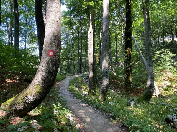 Sentiers Randonnée Loisirs Balisés Dans Parc National Risnjak Croatie Markirane — Photo