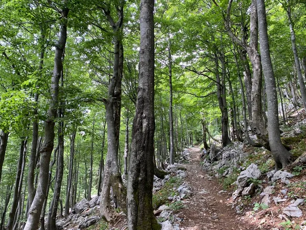 Markierte Wander Und Erholungswege Nationalpark Risnjak Kroatien Markirane Planinarske Staze — Stockfoto
