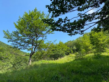 Risnjak Ulusal Parkı 'ndaki Dağ Karışık Ormanı, Crni Lug - Hırvatistan (Goranska mijesana suma u nacionalnom parku Risnjak, Crni Lug - Gorski kotar, Hrvatska)