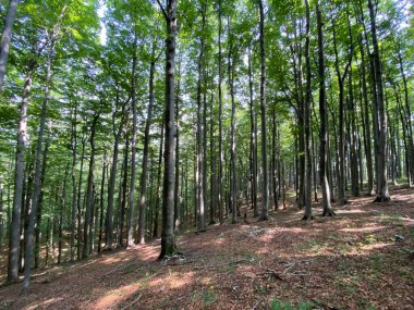 Risnjak Ulusal Parkı 'ndaki Dağ Karışık Ormanı, Crni Lug - Hırvatistan (Goranska mijesana suma u nacionalnom parku Risnjak, Crni Lug - Gorski kotar, Hrvatska)