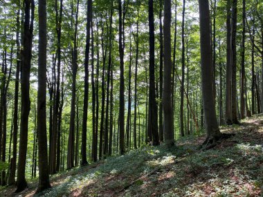 Risnjak Ulusal Parkı 'ndaki Dağ Karışık Ormanı, Crni Lug - Hırvatistan (Goranska mijesana suma u nacionalnom parku Risnjak, Crni Lug - Gorski kotar, Hrvatska)