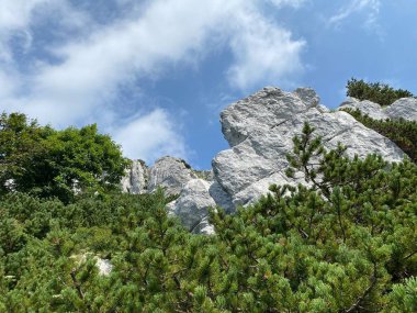 Risnjak Milli Parkı 'nın zirvedeki dağ bitki örtüsü ve kayaları, Crni Lug - Hırvatistan (Planinska vejacija i stijene u vrsnom podrucju nacionalnog parka Risnjak - Gorski kotar, Hırvatistan)