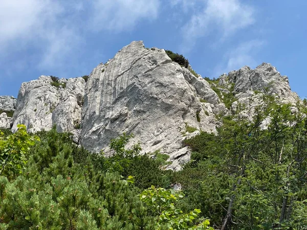 Górska Roślinność Skały Szczycie Parku Narodowego Risnjak Crni Lug Chorwacja — Zdjęcie stockowe