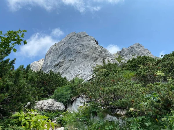 Górska Roślinność Skały Szczycie Parku Narodowego Risnjak Crni Lug Chorwacja — Zdjęcie stockowe