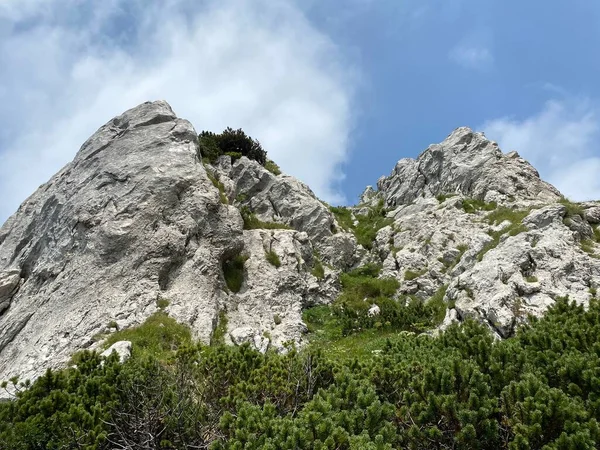 Vegetație Montană Roci Zona Vârf Parcului Național Risnjak Crni Lug — Fotografie, imagine de stoc