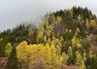 Taminatal nehir vadisinin üstündeki dağların eteklerindeki karışık dağ ormanlarında ve İsviçre Alpleri 'nin kütlelerinde, Vaettis - İsviçre' nin St. Gallen Kantonu (Schweiz)