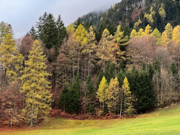 Magical late autumn colors in the mixed mountain forest at the foot of the mountains above the Taminatal river valley and in the massif of the Swiss Alps, Vaettis - Canton of St. Gallen, Switzerland (Schweiz)